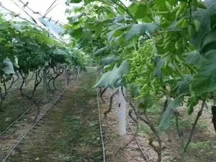 PE園林綠化管